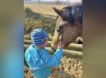 Deutsches Reitpony, Wallach, 5 Jahre, 130 cm