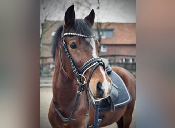 Deutsches Reitpony, Wallach, 5 Jahre, 134 cm, Brauner