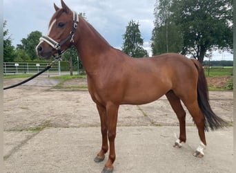 Deutsches Reitpony, Wallach, 5 Jahre, 136 cm, Fuchs