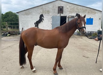 Deutsches Reitpony, Wallach, 5 Jahre, 136 cm