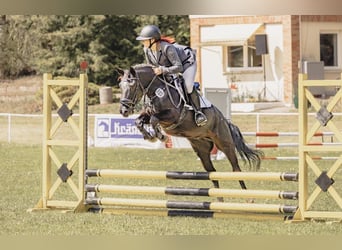 Deutsches Reitpony Mix, Wallach, 5 Jahre, 136 cm, Rappe