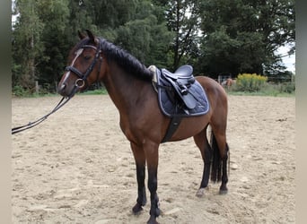 Deutsches Reitpony, Wallach, 5 Jahre, 140 cm, Dunkelbrauner