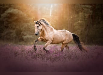 Deutsches Reitpony Mix, Wallach, 5 Jahre, 140 cm, Falbe