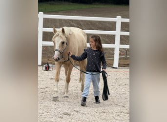 Deutsches Reitpony, Wallach, 5 Jahre, 140 cm, Palomino
