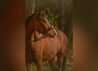 Deutsches Reitpony, Wallach, 5 Jahre, 141 cm, Hellbrauner