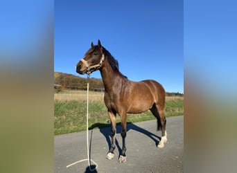 Deutsches Reitpony, Wallach, 5 Jahre, 142 cm, Brauner