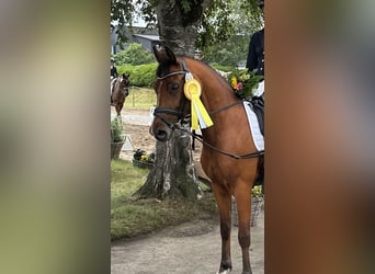 Deutsches Reitpony, Wallach, 5 Jahre, 143 cm, Brauner