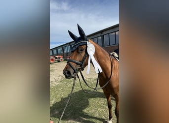 Deutsches Reitpony, Wallach, 5 Jahre, 143 cm, Brauner