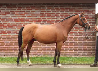 Deutsches Reitpony, Wallach, 5 Jahre, 143 cm, Brauner