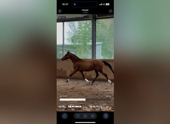 Deutsches Reitpony, Wallach, 5 Jahre, 143 cm, Brauner