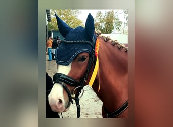 Deutsches Reitpony, Wallach, 5 Jahre, 143 cm, Fuchs