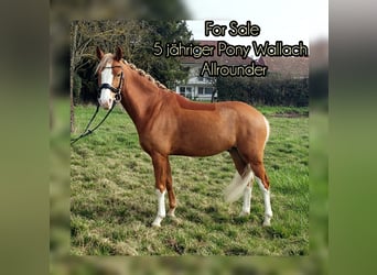 Deutsches Reitpony, Wallach, 5 Jahre, 143 cm, Fuchs