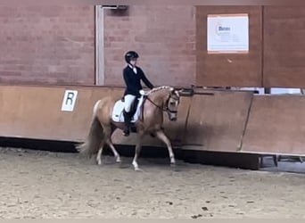 Deutsches Reitpony, Wallach, 5 Jahre, 143 cm, Palomino