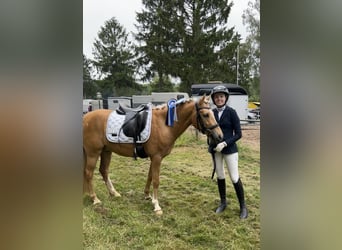 Deutsches Reitpony, Wallach, 5 Jahre, 143 cm, Palomino