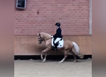 Deutsches Reitpony, Wallach, 5 Jahre, 143 cm, Palomino