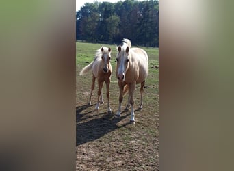 Deutsches Reitpony, Wallach, 5 Jahre, 143 cm, Palomino