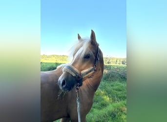 Deutsches Reitpony, Wallach, 5 Jahre, 143 cm, Palomino