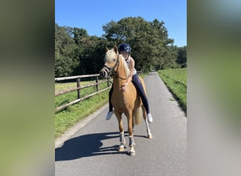 Deutsches Reitpony, Wallach, 5 Jahre, 143 cm, Palomino