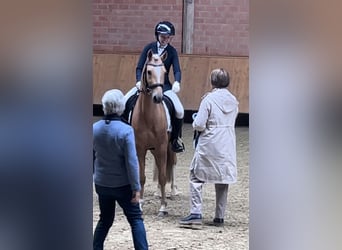 Deutsches Reitpony, Wallach, 5 Jahre, 143 cm, Palomino