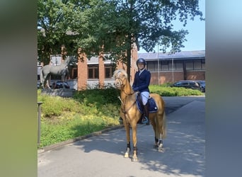 Deutsches Reitpony, Wallach, 5 Jahre, 143 cm, Palomino