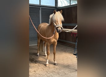 Deutsches Reitpony, Wallach, 5 Jahre, 143 cm, Palomino