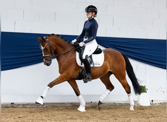 Deutsches Reitpony, Wallach, 5 Jahre, 144 cm, Brauner