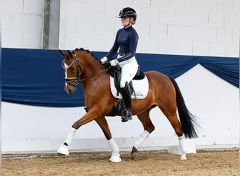 Deutsches Reitpony, Wallach, 5 Jahre, 144 cm, Brauner