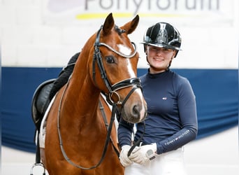 Deutsches Reitpony, Wallach, 5 Jahre, 144 cm, Brauner