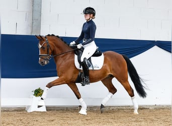 Deutsches Reitpony, Wallach, 5 Jahre, 144 cm, Brauner
