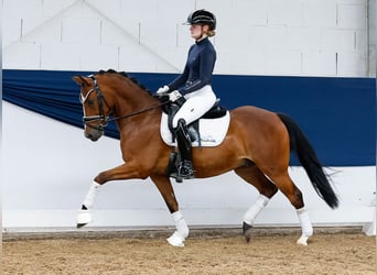 Deutsches Reitpony, Wallach, 5 Jahre, 144 cm, Brauner