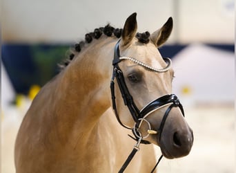 Deutsches Reitpony, Wallach, 5 Jahre, 144 cm, Falbe