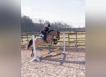 Deutsches Reitpony, Wallach, 5 Jahre, 144 cm, Falbe