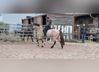 Deutsches Reitpony, Wallach, 5 Jahre, 144 cm, Falbe