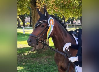 Deutsches Reitpony, Wallach, 5 Jahre, 145 cm, Brauner
