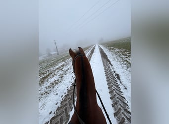 Deutsches Reitpony, Wallach, 5 Jahre, 145 cm, Brauner