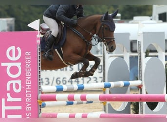 Deutsches Reitpony, Wallach, 5 Jahre, 145 cm, Brauner