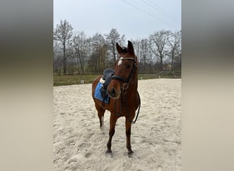 Deutsches Reitpony, Wallach, 5 Jahre, 145 cm, Brauner