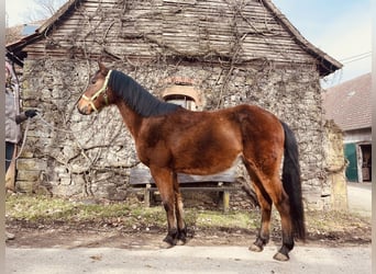 Deutsches Reitpony Mix, Wallach, 5 Jahre, 145 cm, Brauner