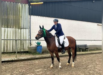 Deutsches Reitpony, Wallach, 5 Jahre, 145 cm, Brauner