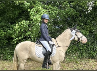 Deutsches Reitpony, Wallach, 5 Jahre, 145 cm, Cremello
