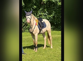 Deutsches Reitpony, Wallach, 5 Jahre, 145 cm, Cremello