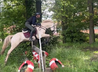 Deutsches Reitpony, Wallach, 5 Jahre, 145 cm, Cremello
