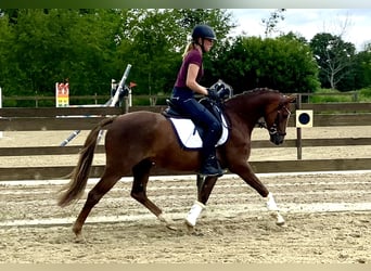 Deutsches Reitpony, Wallach, 5 Jahre, 145 cm, Dunkelfuchs