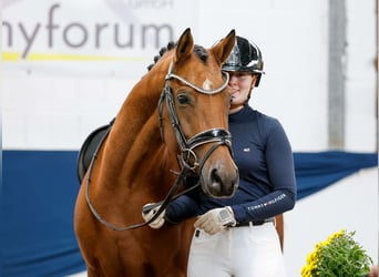 Deutsches Reitpony, Wallach, 5 Jahre, 145 cm, Falbe