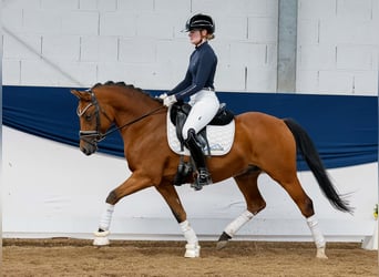 Deutsches Reitpony, Wallach, 5 Jahre, 145 cm, Falbe