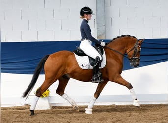 Deutsches Reitpony, Wallach, 5 Jahre, 145 cm, Falbe