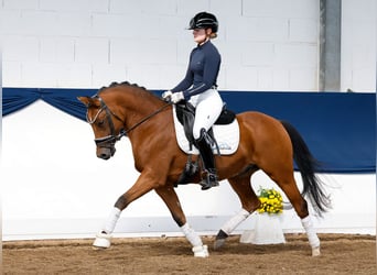 Deutsches Reitpony, Wallach, 5 Jahre, 145 cm, Falbe