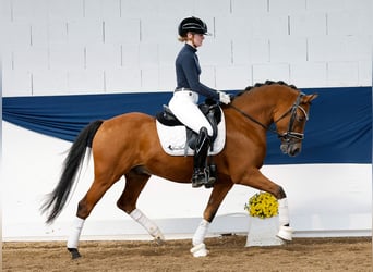 Deutsches Reitpony, Wallach, 5 Jahre, 145 cm, Falbe