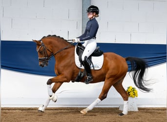 Deutsches Reitpony, Wallach, 5 Jahre, 145 cm, Falbe