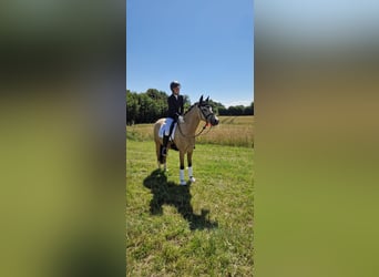 Deutsches Reitpony, Wallach, 5 Jahre, 145 cm, Falbe